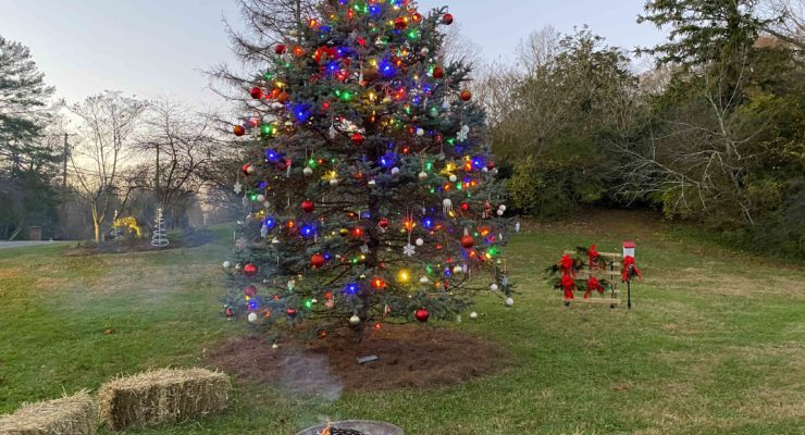 Lake Hills Christmas Tree