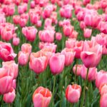 blooming pink tulip flower field