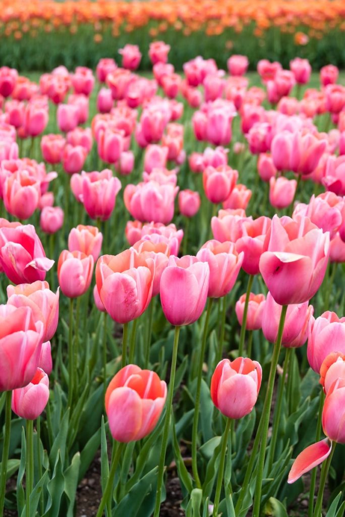 blooming pink tulip flower field