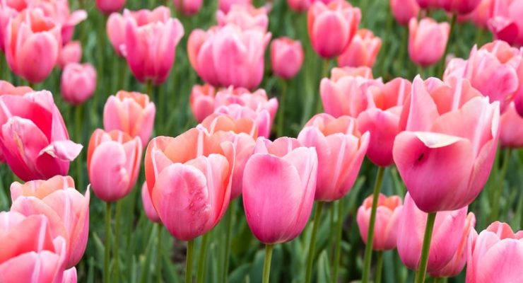 blooming pink tulip flower field