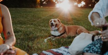 brown and white short coated dog lying on white and red textile on green grass field