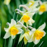 Lillies